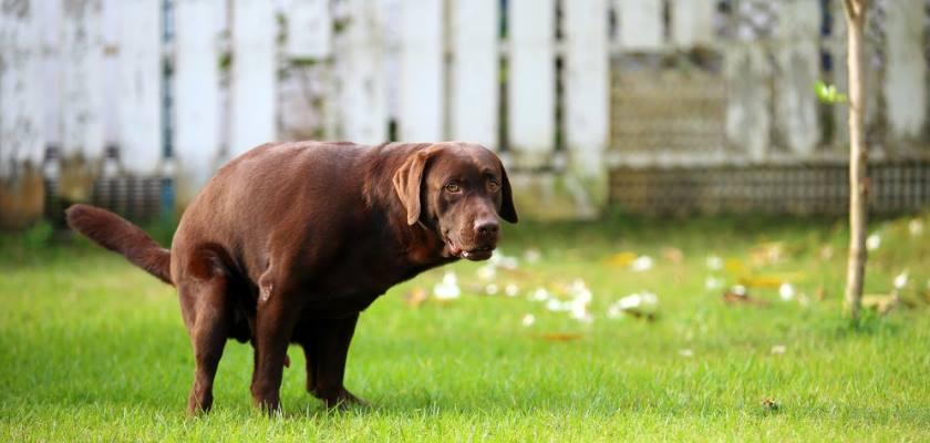 Evde Beslenen Köpekler İçin En Önemli Eğitim: Tuvalet Eğitimi