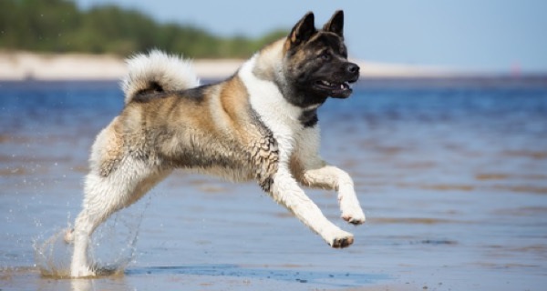 Dünyadaki Köpek Irkları