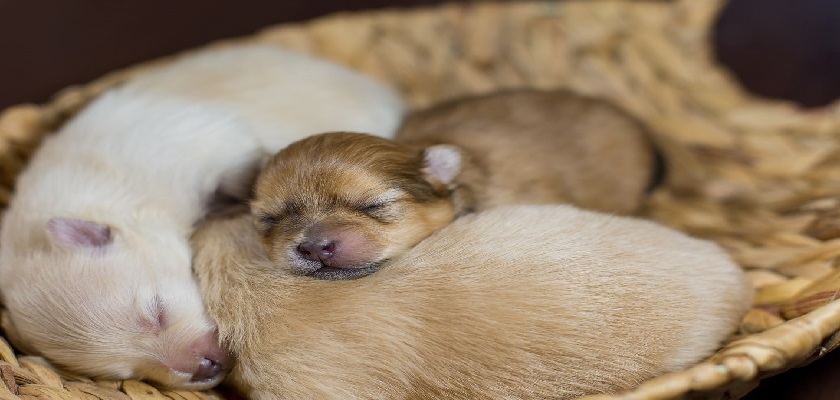 yeni doğan köpek ne yer