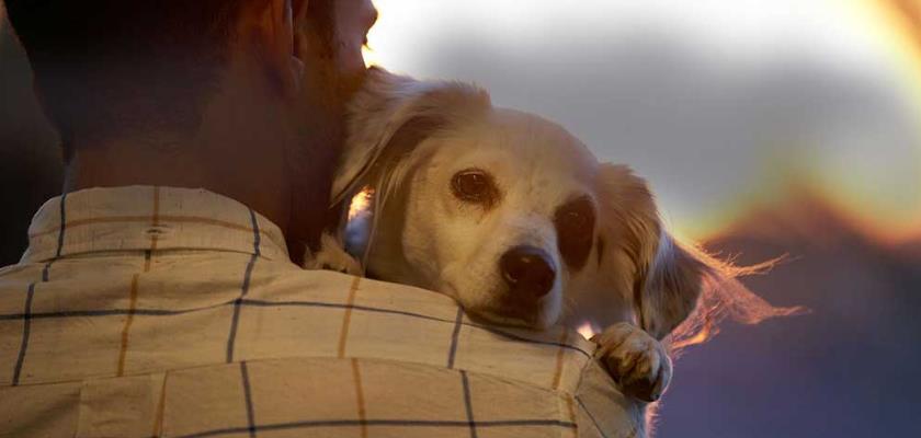 Köpek Sahipleri Tarafından Yapılan 10 Büyük Hata