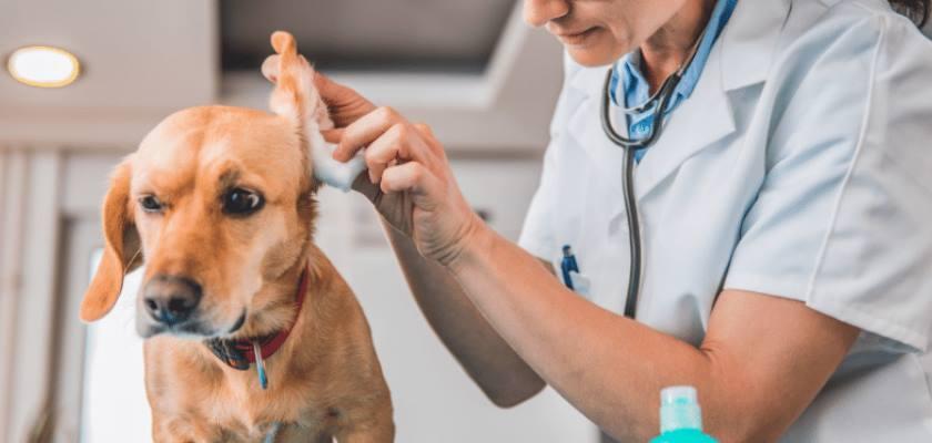  Köpeklerde Göz ve Kulak Temizliğinde Dikkat Edilecek Noktalar