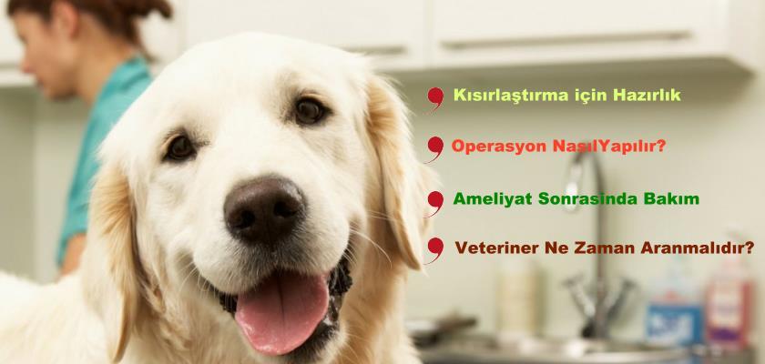 Köpek Kısırlaştırması Hakkında Bilinmesi Gerekenler