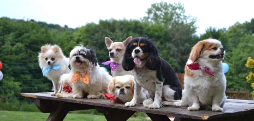 Türkiye'de Bulunan En Küçük Köpek Cinsleri