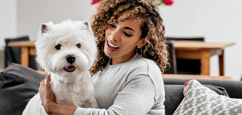 Terrier Maltese Cinsi Köpekleri Kimler Tercih Etmeli