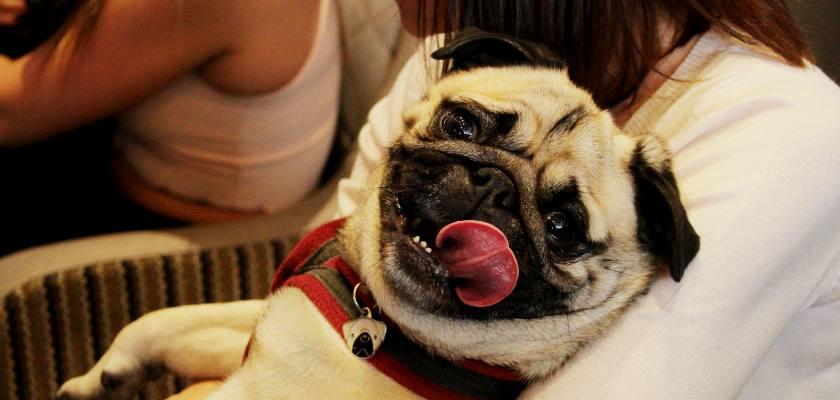 Neden Bir Pug Köpeği Sahiplenmeliyim?