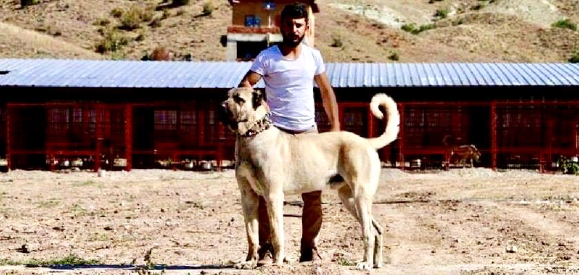 Kangal Köpek Soyuna Çipli Takip Sistemi Başlıyor