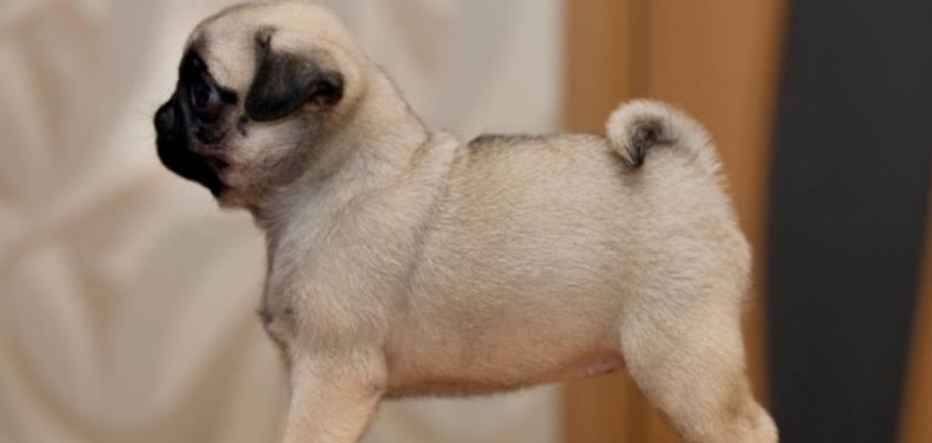 Pug Irkı Köpeği Fiziki Ölçüleri ve Özellikleri