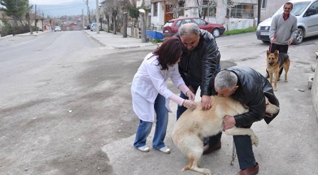 Kopek Asi Takvimi Guncel 2021 2022 Asi Fiyatlari Asi Oncesi Ve Sonrasi