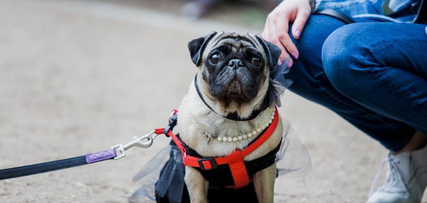 Başka Köpek Severden Alınan Pug Köpeği Yeni Sahibine Nasıl Alıştırılmalıdır?