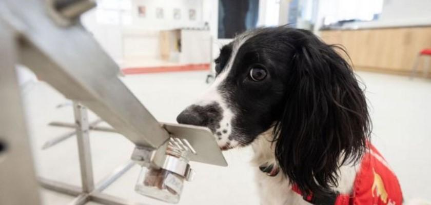 Köpeklerin Covid-19 virüsünü bir saniyeden daha kısa sürede tespit edebildiği açıklandı