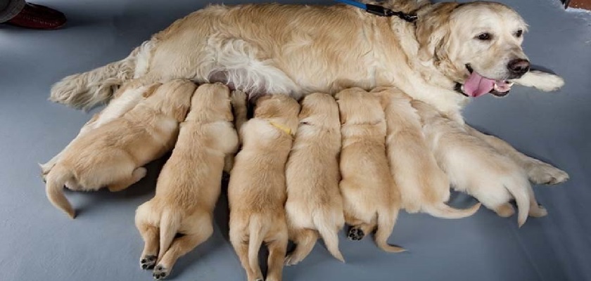 Yeni Doğan Köpek Yavrularında Yapılması Gereken İlk Bakımlar