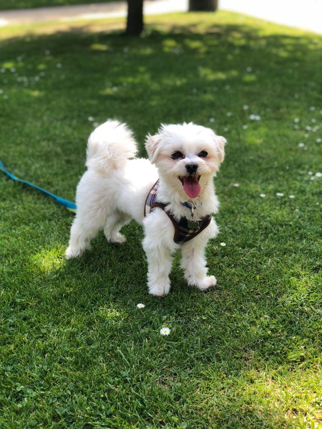 Terrier Maltese Irkinin Fiziksel Ozellikleri Ve Karakter Yapisi