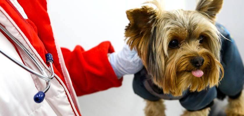 Terrier Maltese Cinsinin Sık Karşılaşılan Sağlık Problemleri