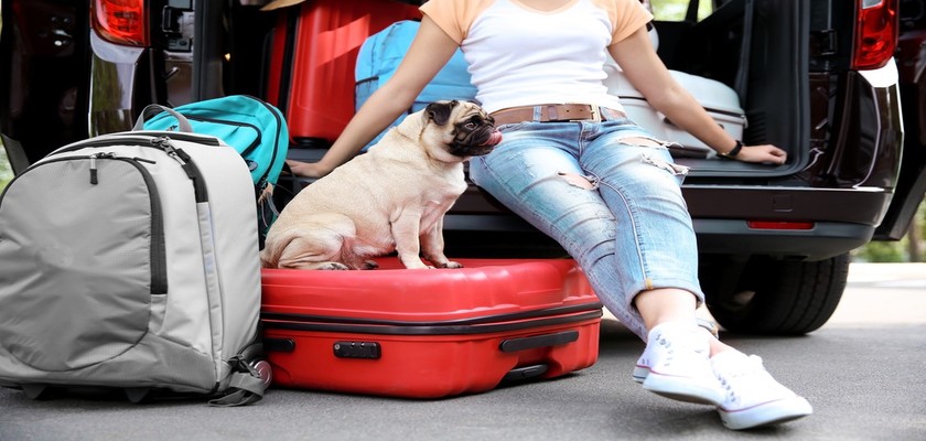 Tatile Çıkmadan Önce Köpeğiniz İçin Önemli Tavsiyeler