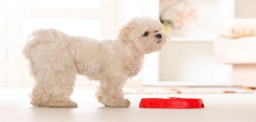 Terrier Maltese Beslenme Prensipleri