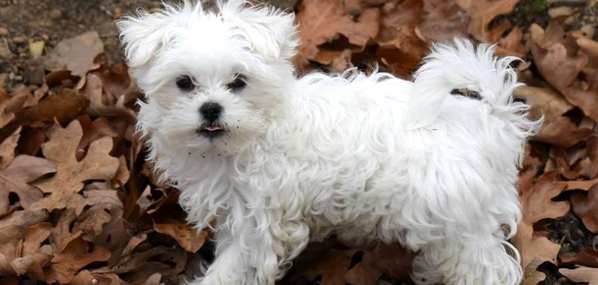 Terrier Maltese'ın Genel Olarak Fiziki Ölçüsü ve Yapısı Nedir?