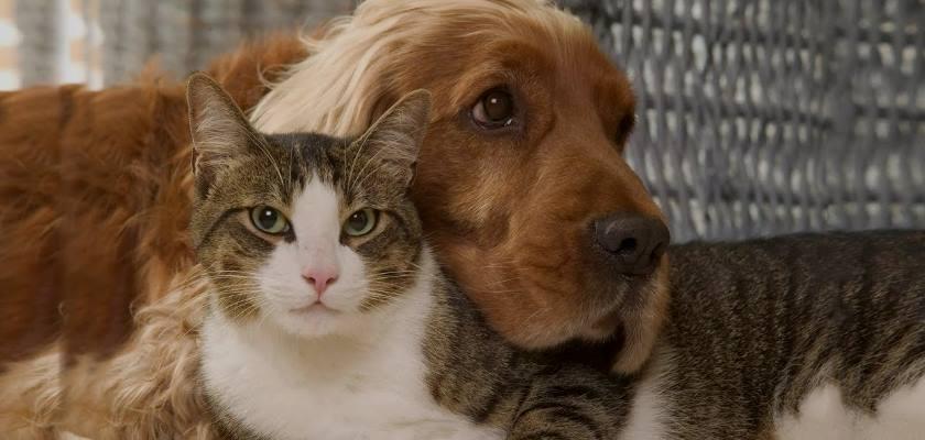 Köpekler ve Kediler Arkadaş Olabilir Mi? 