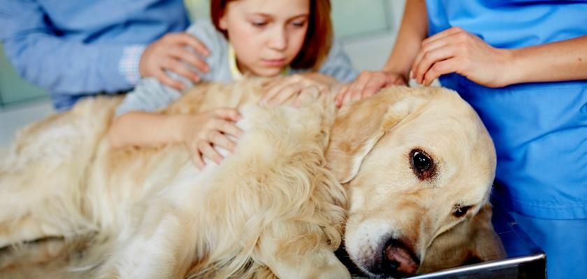 Köpekler Neden Kusar? Ne İyi Gelir?