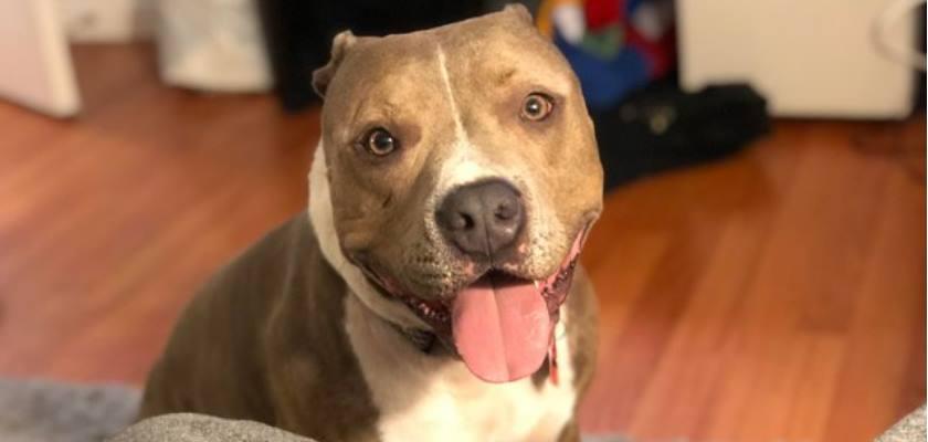 Köpek Dünyasının En Serti Olan Pitbull Cinsinin Özellikleri