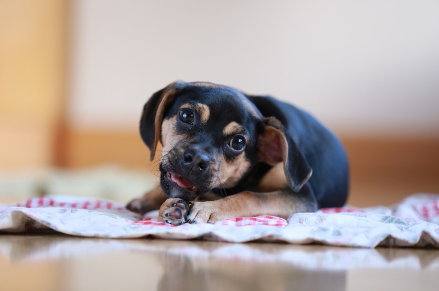 köpeklerin çiftleşme mevsimi