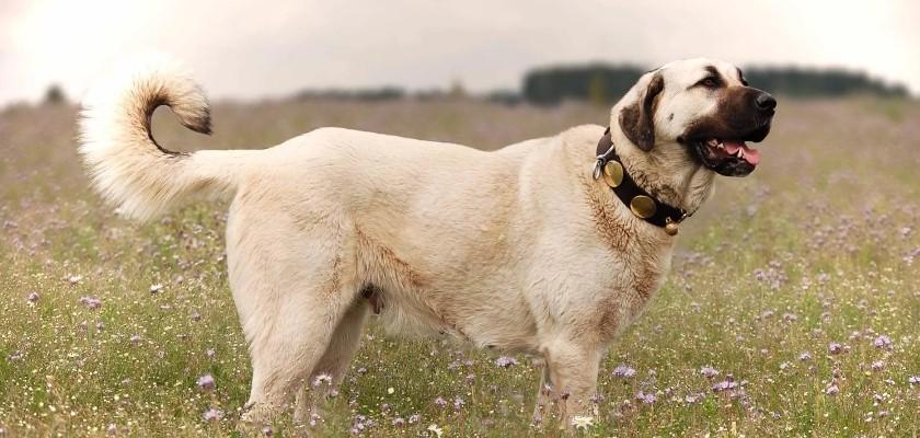 Kangal Köpeğin Bilinmeyen Yönleri ve Tüm Özellikleri