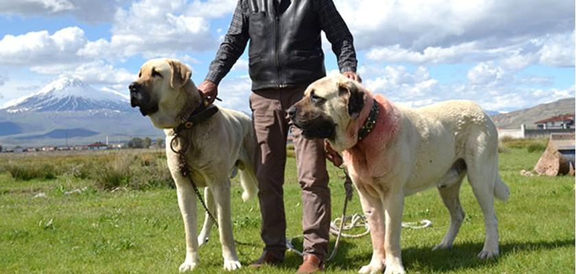 Anadolu Aslanı, Aksaray Malaklısı mı? Sivas Kangal mı?  Sosyal Medyada Atışması