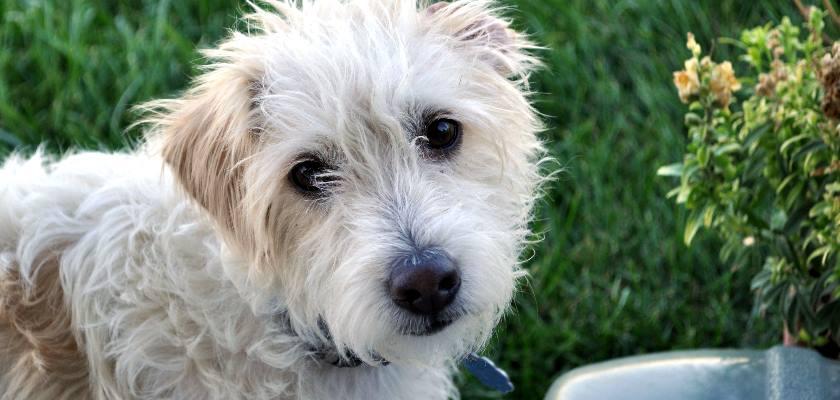Terrier Maltese Nasıl Bir Köpektir?