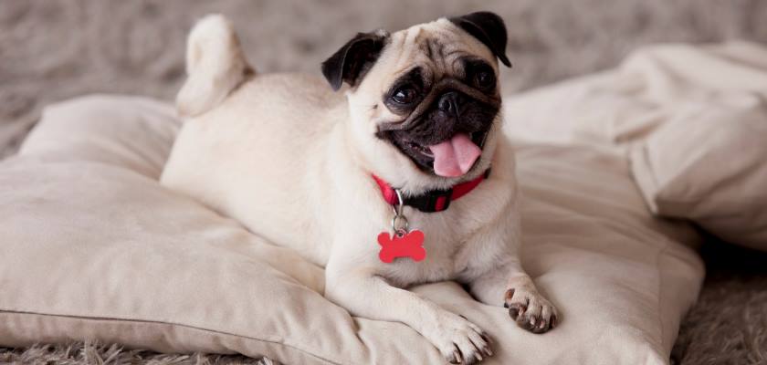 Evde Tek Kalabilen Pug Köpeği Türkiye'de En Çok Aranan Köpek Oldu