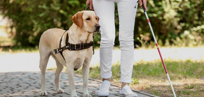 Rehber Köpekler Derneği Görme Engelli, Kör Vatandaşları Topluma Kazandırıyor