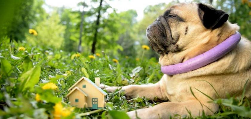 Pug Köpekleri Apartmanda, Dairede ve Bahçe Yaşamak İçin Uygun mudur?