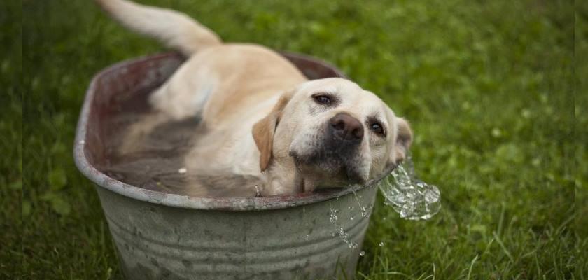 Köpeklerin Yaz Sıcağında ki Ölümcül Tehlikeleri