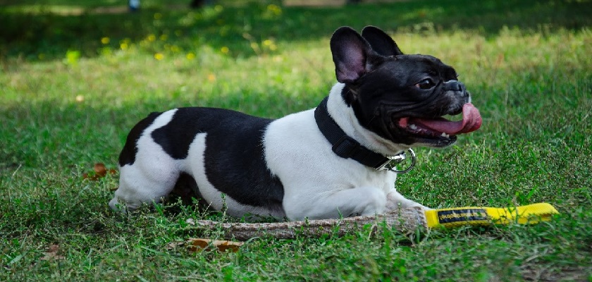 French Bulldog Eğitimi Nasıl Yapılmalı?