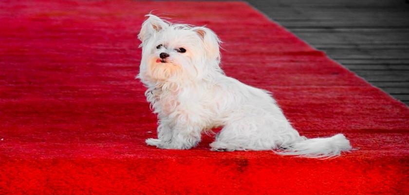 Orijinal Bir Terrier Maltese Cinsi Köpeğin Fiziki Görünümü Nasıldır?