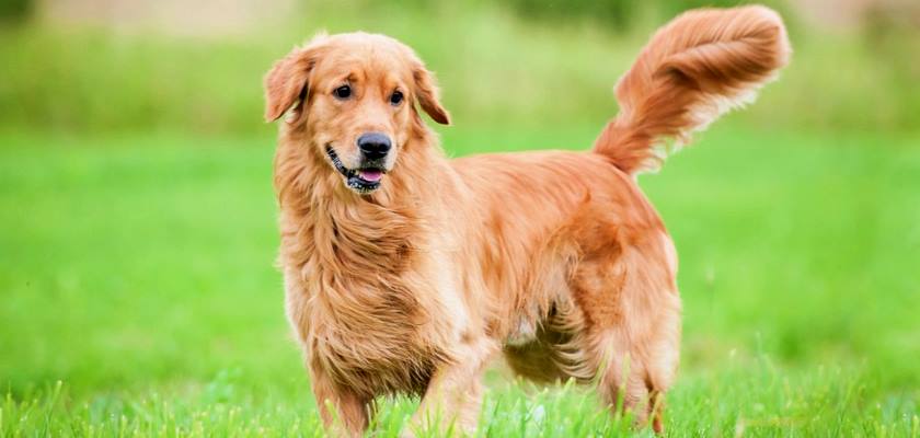 Golden Retriever Irkının Göze Çarpan Özellikleri