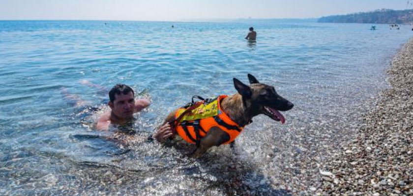 Ülkemizin İlk Cankurtaran Köpeğinin Kim Olduğunu Biliyor Musunuz?