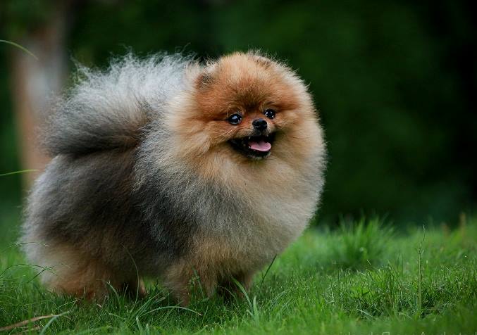 Pomeranian Boo Fiyatlari