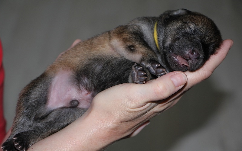 Annesinden Ayrılan Yavru Köpek Ne Yer