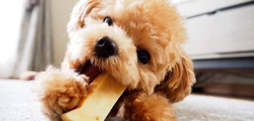 Yavru Bir Poodle Toy’un İlk Beslenmesi Nasıl Olmalıdır?