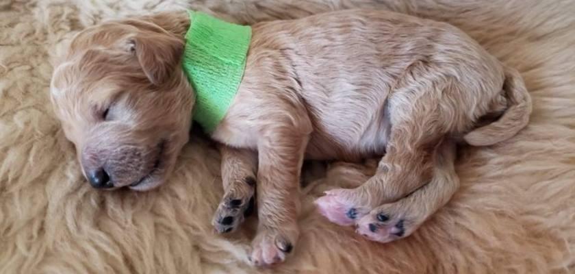 Toy Poodle Cinsi Yavrunun Alışma Süreci ve Bakımına Dair Notlar