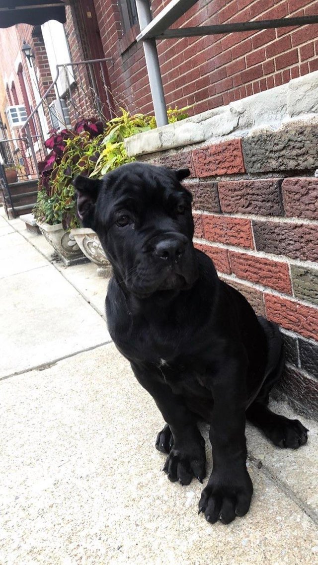 Cane Corso Yavrusu Sahiplerinin Ihtiyaç Duyacağı Yetiştirme