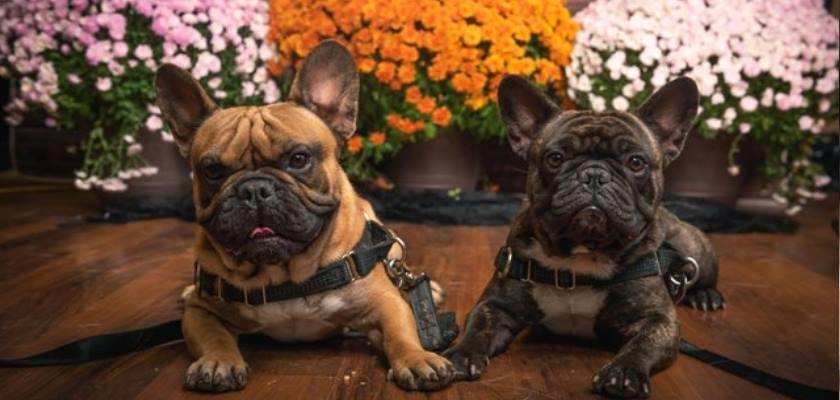 French Bulldog Cinsinin Irka Özel Nitelikleri