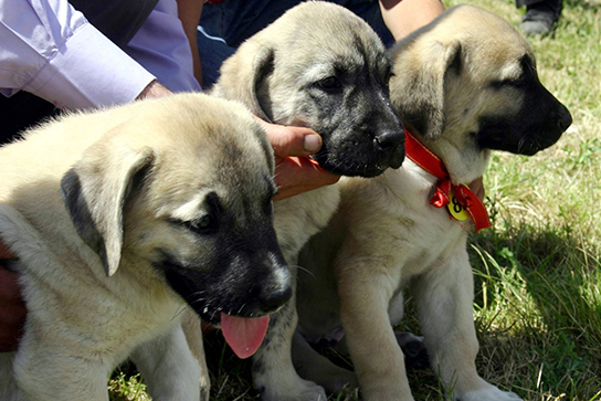 Kangal Kopegin Bilinmeyen Yonleri Ve Tum Ozellikleri