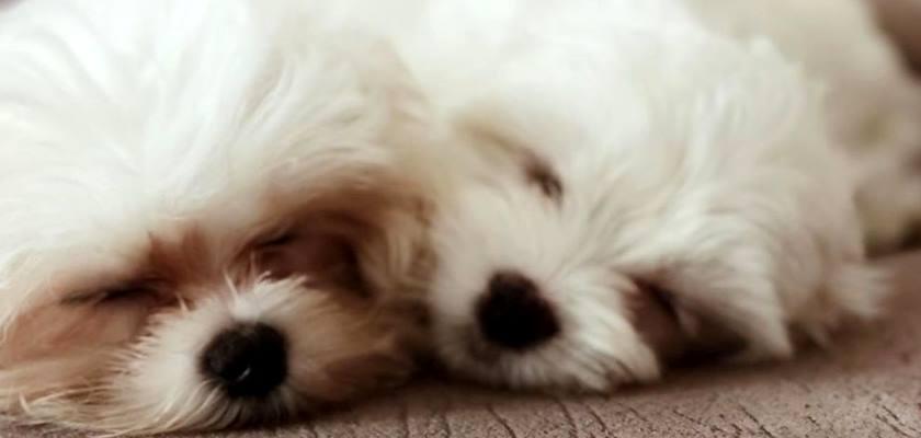 Yavru Terrier Maltese Ne Kadar Uyurlar?