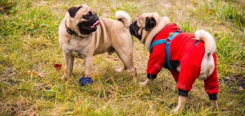 Pug Köpeklerinde Çiftleşme ve Gebelik Haftaları