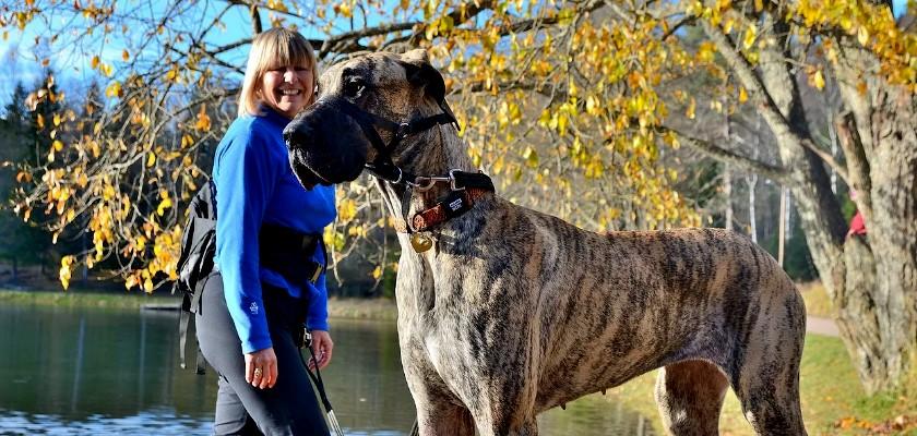 Türkiye ve Dünyadaki En Büyük Köpek Cinsleri 