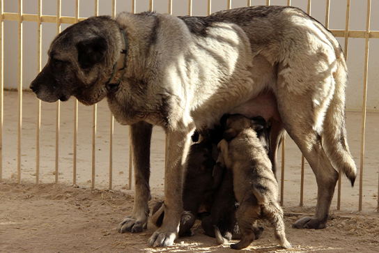 Kangal Kopegin Bilinmeyen Yonleri Ve Tum Ozellikleri