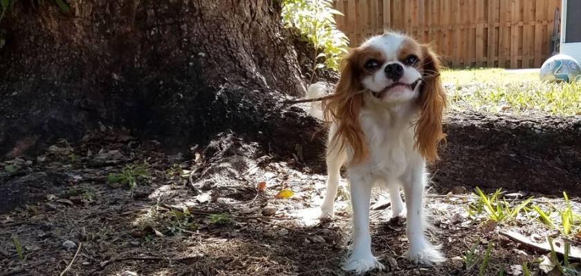 Cavalier King Charles Cinsinin Özellikleri Hakkında Genel Bilgiler