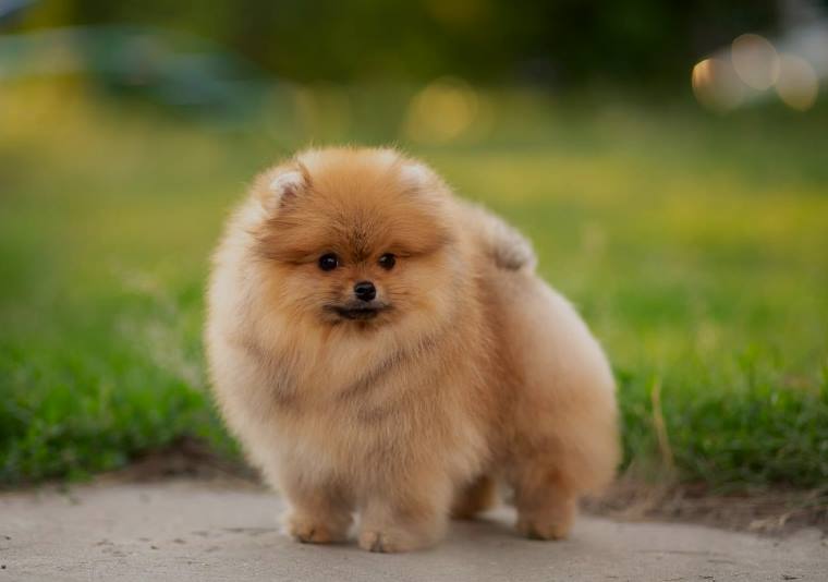 Pomeranian Boo Fiyatlari