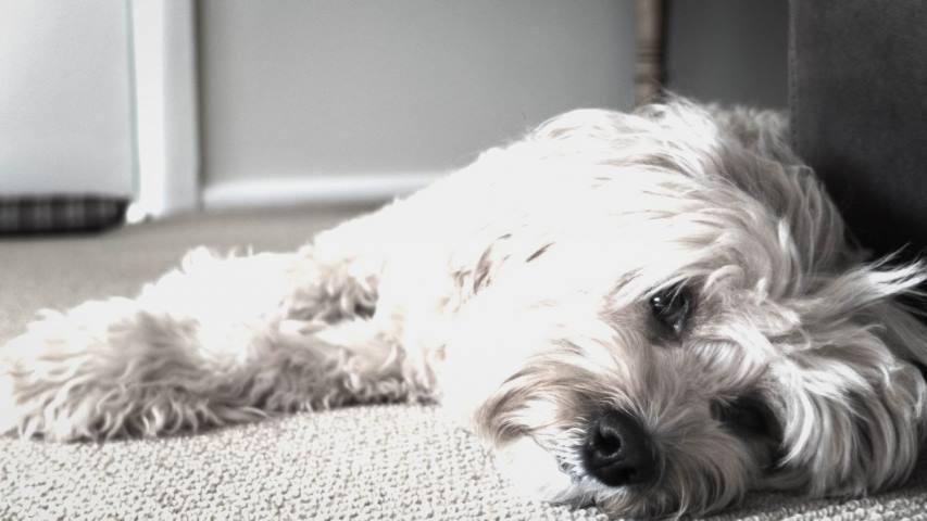 Terrier Maltese Köpeğinizin Bir Günü Nasıl Geçmeli?