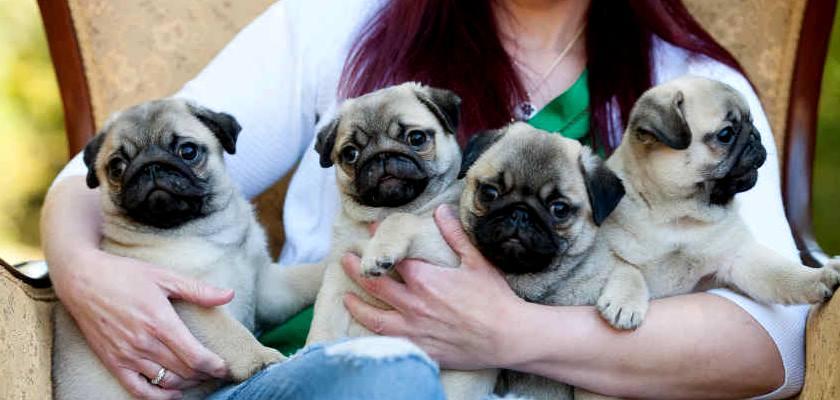 Pug Köpeği Sahiplenme ve Fiyat Aralığı